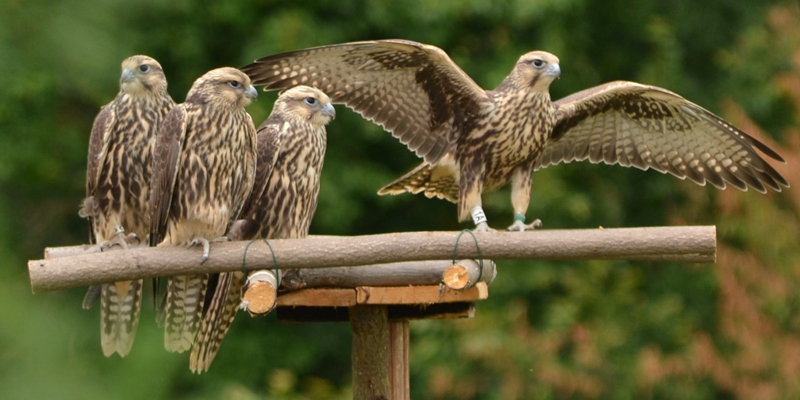 Photo of saker falcons
